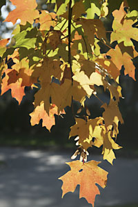 ColorDance Design Maple Leaves